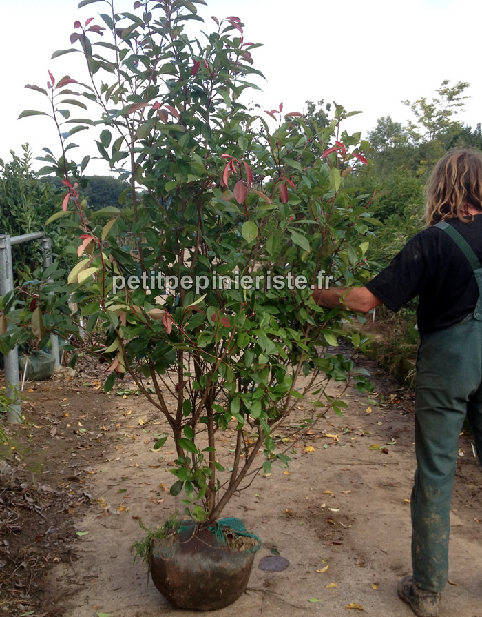 Très grand photinia